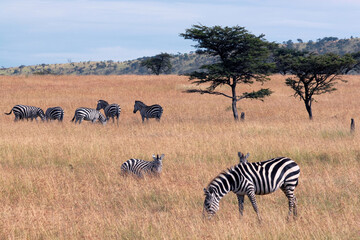 Fototapeta na wymiar Zebras grazing in the savanna. Maasai Mara National Reserve, Kenya.