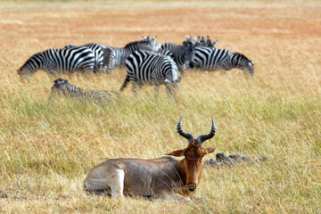 Common tsessebe antelope and zebras grazing in the savanna. Maasai Mara National Reserve, Kenya.