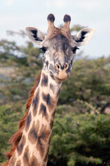 Portrait of giraffe in the savanna. Maasai Mara National Reserve, Kenya.