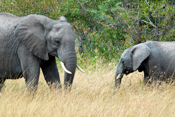 Naklejka na ściany i meble Two elephants (mother with child) in the savanna. Maasai Mara National Reserve, Kenya.