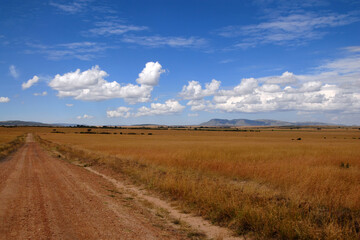 Fototapeta na wymiar Savanna landscape with a dirt road. Maasai Mara National Reserve, Kenya.