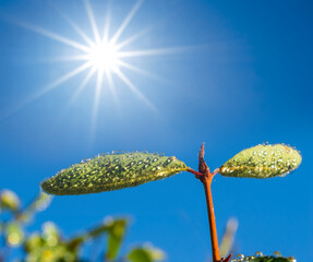 closeup tree branch with leaves in the water drops on a sparkle sun background, good for natural background
