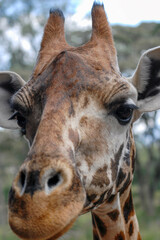 Portrait of a giraffe. Kenya.