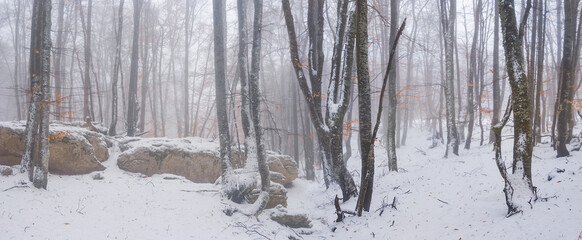 beech forest in a snow, winter outdoor background