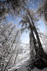 snow covered trees