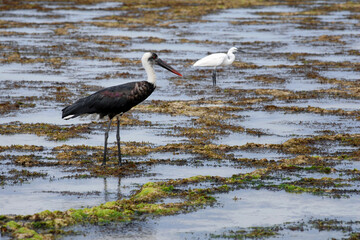 Whitenecked (woolly-necked) stork and a heron grazing on the sea bottom during low tide. Indian ocean, surroundings of Mombasa, Kenya.