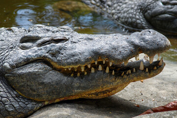 Portrait of a crocodile with open mouth. Kenya.