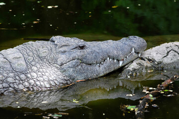 Portrait of a sad crocodile in the water. Kenya.