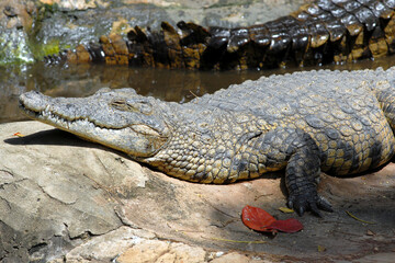 Portrait of a crocodile relaxing on the sun. Kenya.