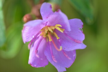 close up of purple flowers in blossom