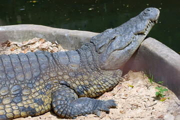 Portrait of an adult crocodile. Kenya.