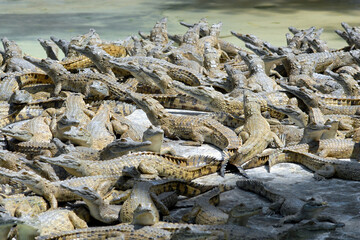 A bunch of small (young) crocodiles on the lake shore. Kenya.