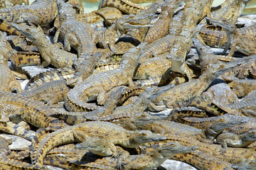 A bunch of small (young) crocodiles on the lake shore. Kenya.