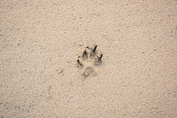 Fototapeta na wymiar Dog footprint on a beach wet from the rain.