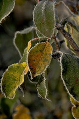 Frost on the leaf