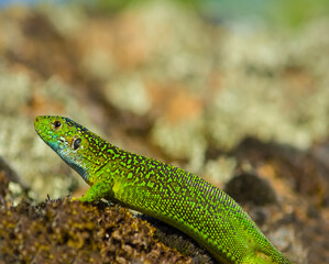 closeup green lizard sit on a stone, wild animal background