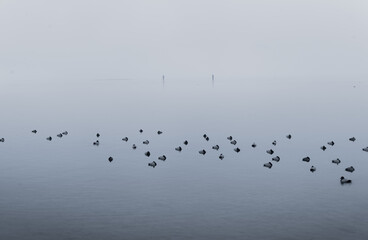 Flocks of ducks sleeping on a foggy winter morning along the shores of the Upper Zurich Lake (Obersee) near Rapperswil, St. Gallen, Switzerland