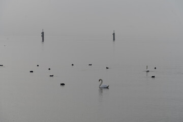 Flocks of ducks sleeping on a foggy winter morning along the shores of the Upper Zurich Lake (Obersee) near Rapperswil, St. Gallen, Switzerland