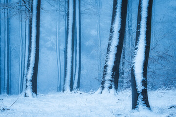 Naklejka premium snow covered trees with fog