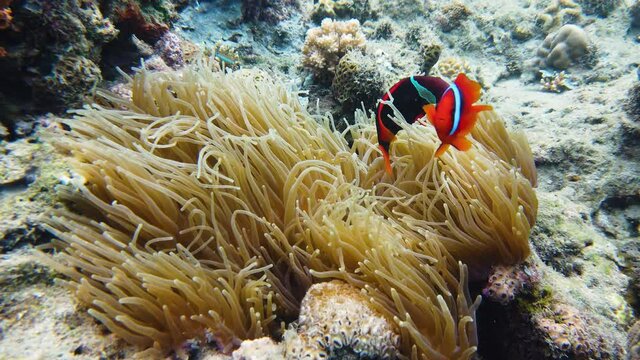 Underwater fish reef marine. Tropical colorful underwater seascape with coral reef. Leyte, Philippines. A clown fish swims by its coral.