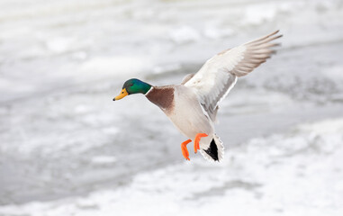 Male mallard duck (Anas platyrhynchos) drake landing in the Ottawa river in Canada