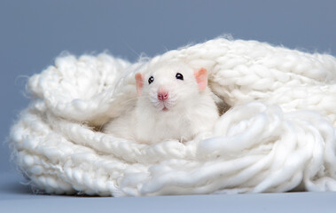 rat in a soft fluffy blanket