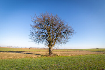 Obraz premium A tree growing in a field in an autumn season