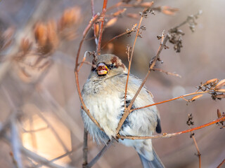 Sparrow sits on a bush branch and eating its seeds