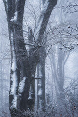 winter in the woods