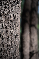 Obraz premium bark texture