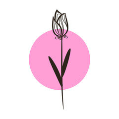 drawing of tulip flower with pink round background