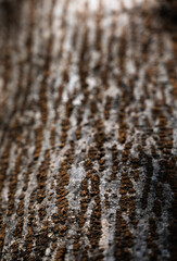 bark stem background arrangement nature