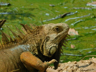 Iguana esperando