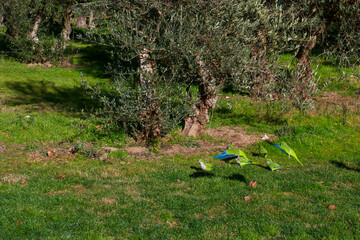 papuga ptak zwierze park trawa - obrazy, fototapety, plakaty