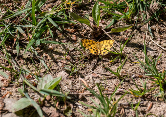 gelber Schmetterling