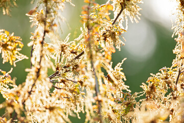 The sun shining through the leaves on a summers morning.