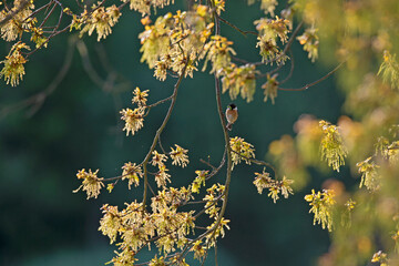 A male adult European stonechat (Saxicola rubicola) perched in a tree.