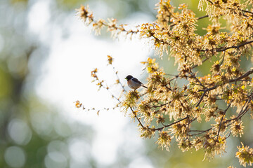 A male adult European stonechat (Saxicola rubicola) perched in a tree.