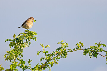 A female adult European stonechat (Saxicola rubicola) perched in a tree with food in its beak.