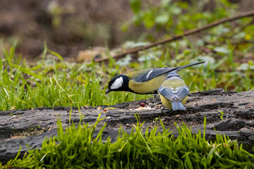 A black tit or also called coal tit at a feeding place at the Mönchbruch pond in a natural reserve in Hesse Germany. Looking for food in winter time.