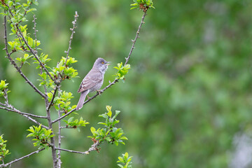 An adult barred warbler (Silvia nisoria) perched on a branch and calling.