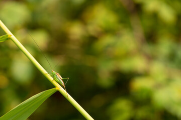 Green grasshopper or bush cricket standing on a green leaf isolated in a natural green background.
