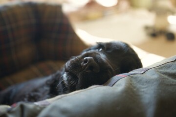 An 8 week old puppy cocker spaniel lays sleepily in his tweed dog bed in a sunny English...