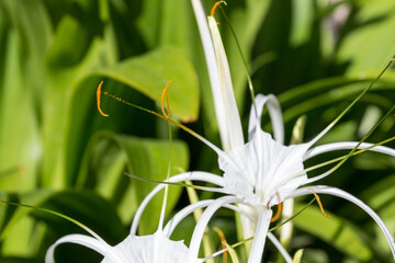 Blüten auf La Gomera