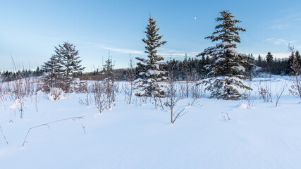 Fresh snow covered spruce and pine trees in the forest. Beautiful winter forest landscape background. Winter wonderland Christmas woods nature scene at sunset and moon