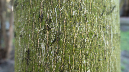 Walnut tree with cat scratches