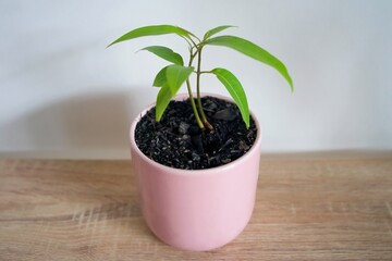 A baby mango tree grows with two stems in a baby pink feminine plant pot