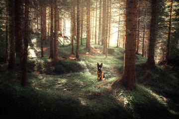 German shepherd dog walking in the woods in a fairy tale atmosphere