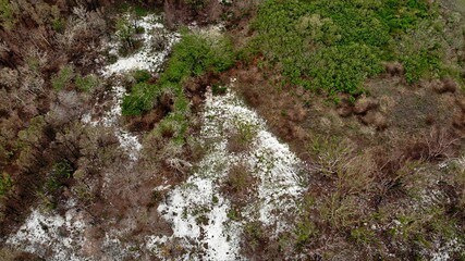 Trees begin to grow back after being burnt from the recent bush fires in New South Wales and Victoria, Australia