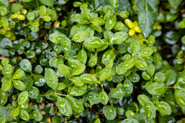 Wet green leaves in subtropics after it stopped raining. Rainy season concept.